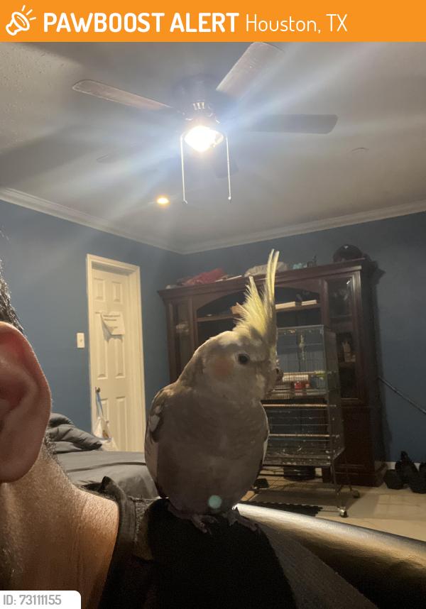 Found/Stray Unknown Bird last seen Birch tree, Houston, TX 77083