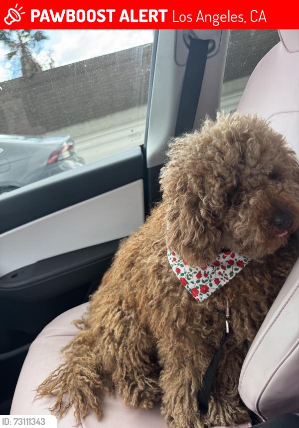 Lost Male Dog last seen Fox st & chatsworth, Los Angeles, CA 91345