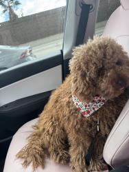 Lost Male Dog last seen Fox st & chatsworth, Los Angeles, CA 91345