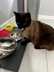Lost Male Cat last seen Hampton forest subdivision off of Red oaks flt, Lumpkin County, GA 30533