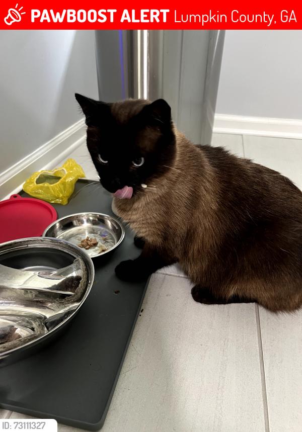 Lost Male Cat last seen Hampton forest subdivision off of Red oaks flt, Lumpkin County, GA 30533