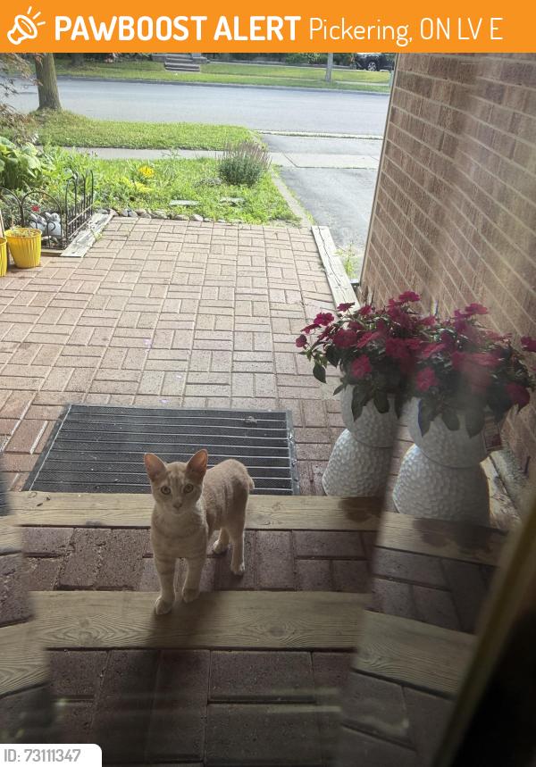 Found/Stray Unknown Cat last seen Glenanna Road, Pickering, ON L1V 5E2