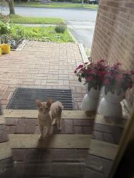 Found/Stray Unknown Cat last seen Glenanna Road, Pickering, ON L1V 5E2