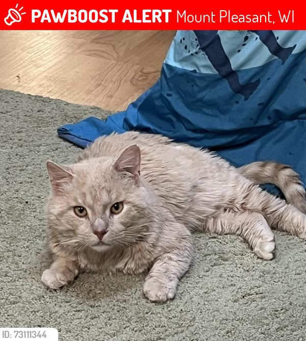 Lost Male Cat last seen Pheasant Run Condos, Quail Point Drive and Kingsview, Mt. Pleasant, WI, Mount Pleasant, WI 53406
