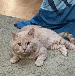 Lost Male Cat last seen Pheasant Run Condos, Quail Point Drive and Kingsview, Mt. Pleasant, WI, Mount Pleasant, WI 53406