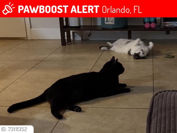 Lost Male Cat last seen Near Bumby and Lake Margaret intersection, Orlando, FL 32806