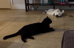 Lost Male Cat last seen Near Bumby and Lake Margaret intersection, Orlando, FL 32806