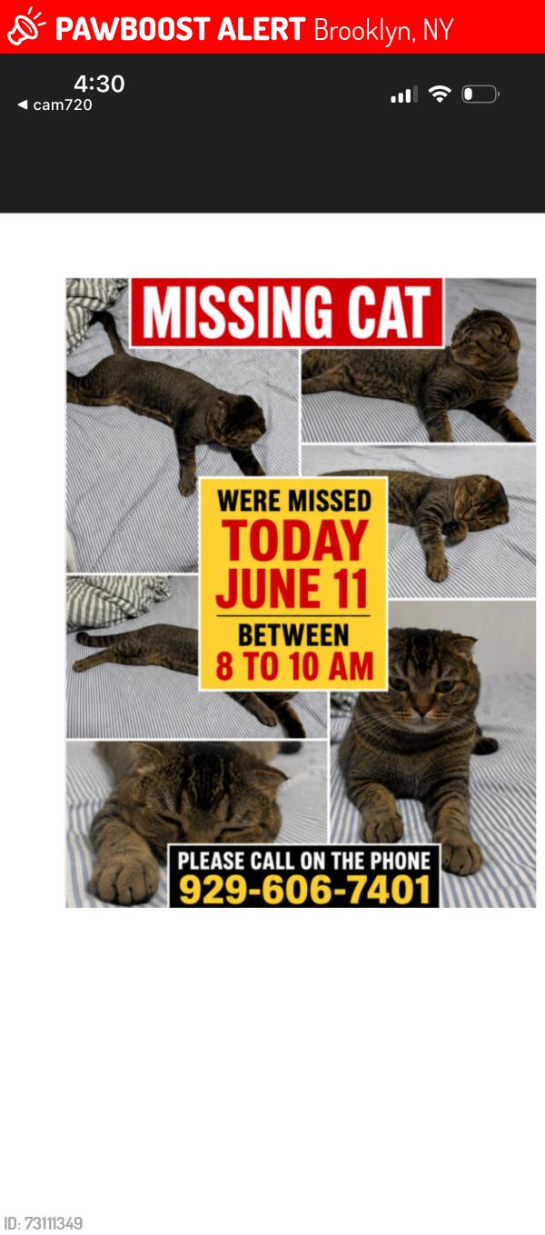 Lost Male Cat last seen La Bella market , Brooklyn, NY 11228