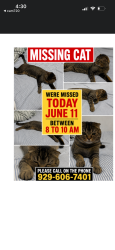 Lost Male Cat last seen La Bella market , Brooklyn, NY 11228