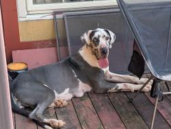 Found/Stray Female Dog last seen Hwy 70, Rogersville, TN 37857