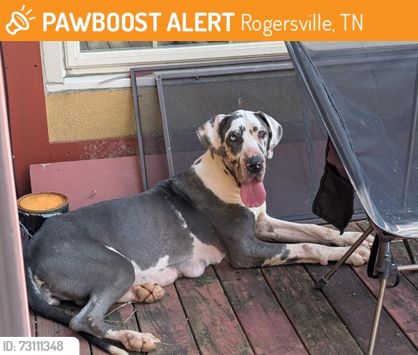 Found/Stray Female Dog last seen Hwy 70, Rogersville, TN 37857