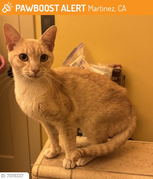 Found/Stray Male Cat last seen Green St & Carquinez Way, Martinez, CA 94553