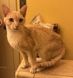 Found/Stray Male Cat last seen Green St & Carquinez Way, Martinez, CA 94553