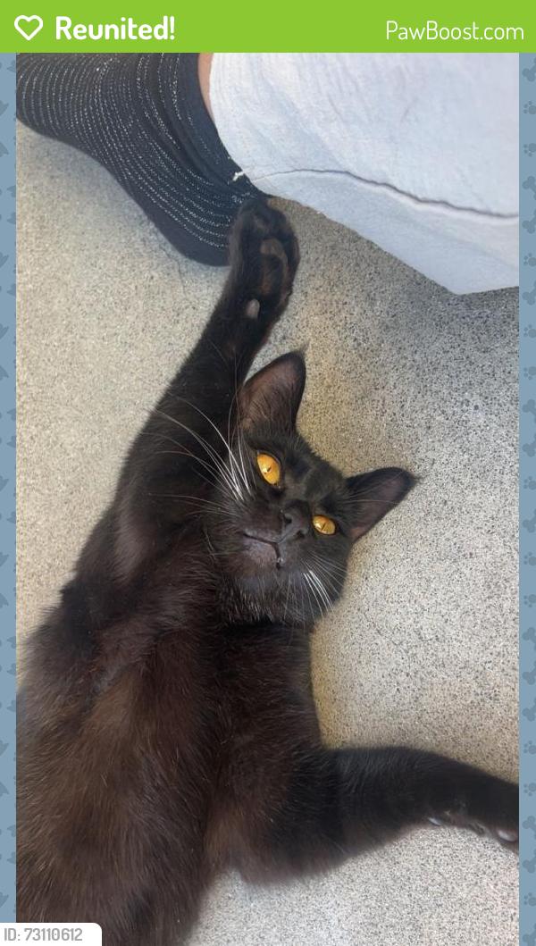Reunited Male Cat last seen Harvard Blvd, Torrance, CA 90501
