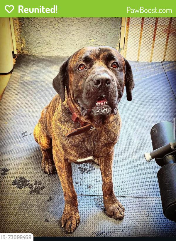 Reunited Male Dog last seen Near s Rousselle st, Santa Ana, CA 92707
