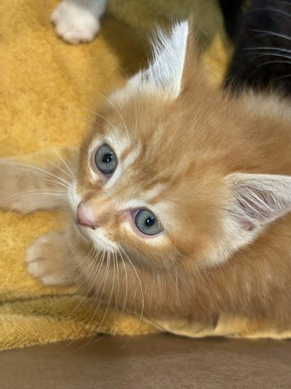 Shelter Stray Male Cat last seen Perks Kennel Outside, Memphis, TN, 935 Farm Rd, Memphis, TN 38134, USA
