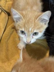 Shelter Stray Male Cat last seen Perks Kennel Outside, Memphis, TN, 935 Farm Rd, Memphis, TN 38134, USA
