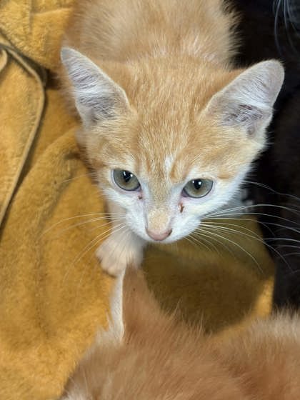 Shelter Stray Male Cat last seen Perks Kennel Outside, Memphis, TN, 935 Farm Rd, Memphis, TN 38134, USA