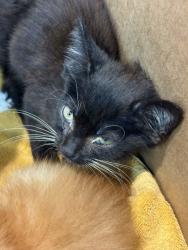 Shelter Stray Male Cat last seen Perks Kennel Outside, Memphis, TN, 935 Farm Rd, Memphis, TN 38134, USA