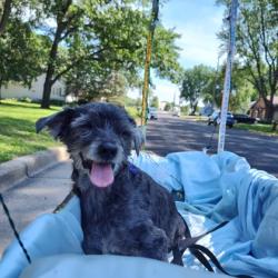 Shelter Stray Male Dog last seen East Springs Dr, Madison, WI, Madison 17, City of,, 5132 Voges Rd, Madison, WI 53718, USA