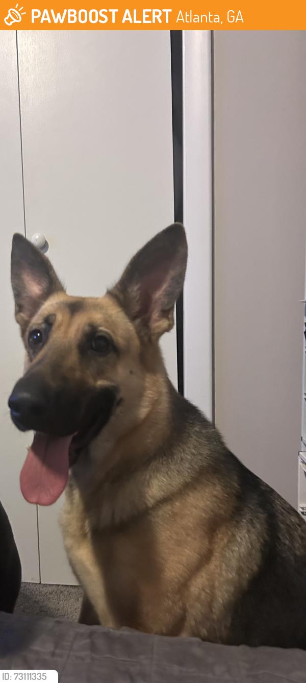Found/Stray Female Dog last seen Collier Ridge Dr, Atlanta, GA 30318