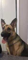 Found/Stray Female Dog last seen Collier Ridge Dr, Atlanta, GA 30318