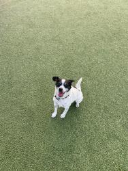 Lost Male Dog last seen Last seen at our house, Little Elm, TX 75068