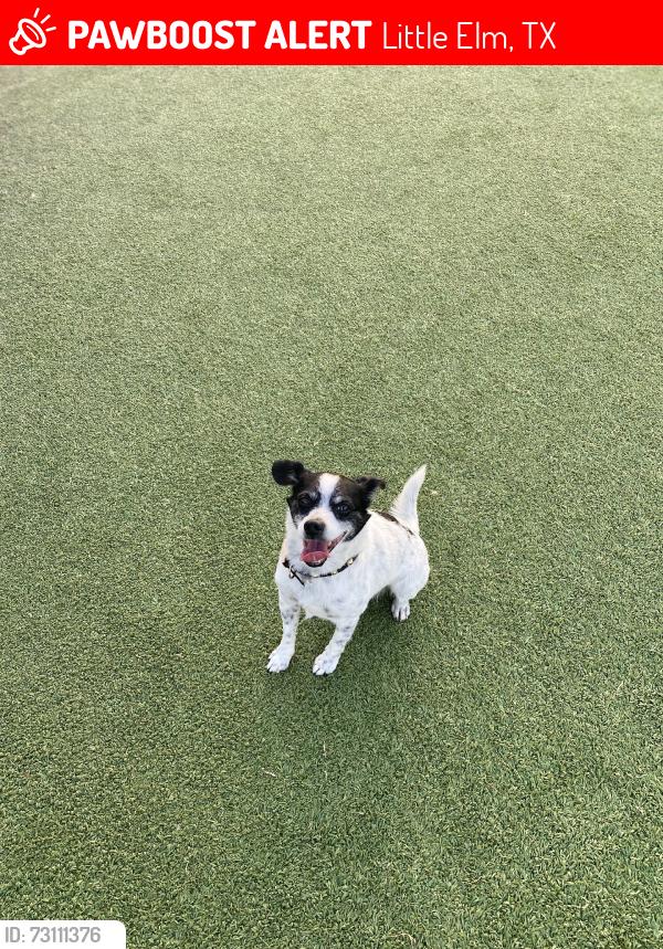 Lost Male Dog last seen Last seen at our house, Little Elm, TX 75068