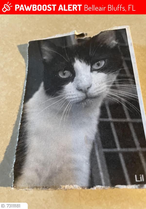 Lost Female Cat last seen mellenbacher & Dolphin druve, Belleair Bluffs, FL 33770