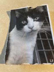 Lost Female Cat last seen mellenbacher & Dolphin druve, Belleair Bluffs, FL 33770