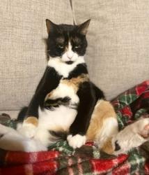Lost Female Cat last seen Magellan rd Carencro, Carencro, LA 70520