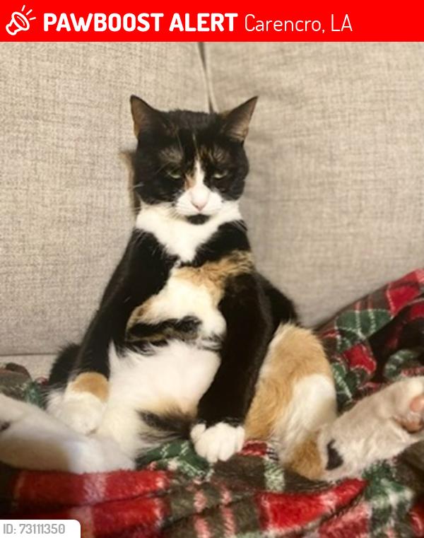 Lost Female Cat last seen Magellan rd Carencro, Carencro, LA 70520