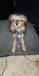 Reunited Female Dog last seen Martin Luther King Blvd, Houston, TX 77021
