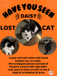 Lost Female Cat last seen West main st, Harrison Blvd, Avon, MA 02322