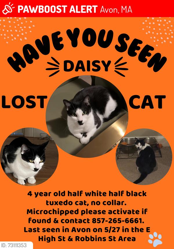 Lost Female Cat last seen West main st, Harrison Blvd, Avon, MA 02322