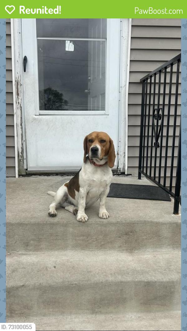 Reunited Male Dog last seen Halsted & Lincoln highway by Sharks, Chicago Heights, IL 60411