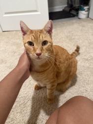 Reunited Male Cat last seen Rainy ct, Hoschton, GA, 30548, Hoschton, GA 30548