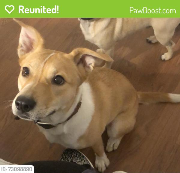 Reunited Female Dog last seen Apadaca Park, Las Cruces, NM 88001