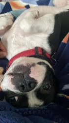 Reunited Male Dog last seen Near Compton Road, Cincinnati, OH 45231