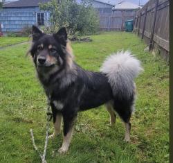 Reunited Unknown Dog last seen 17th St and Walnut St, Everett, WA 98201