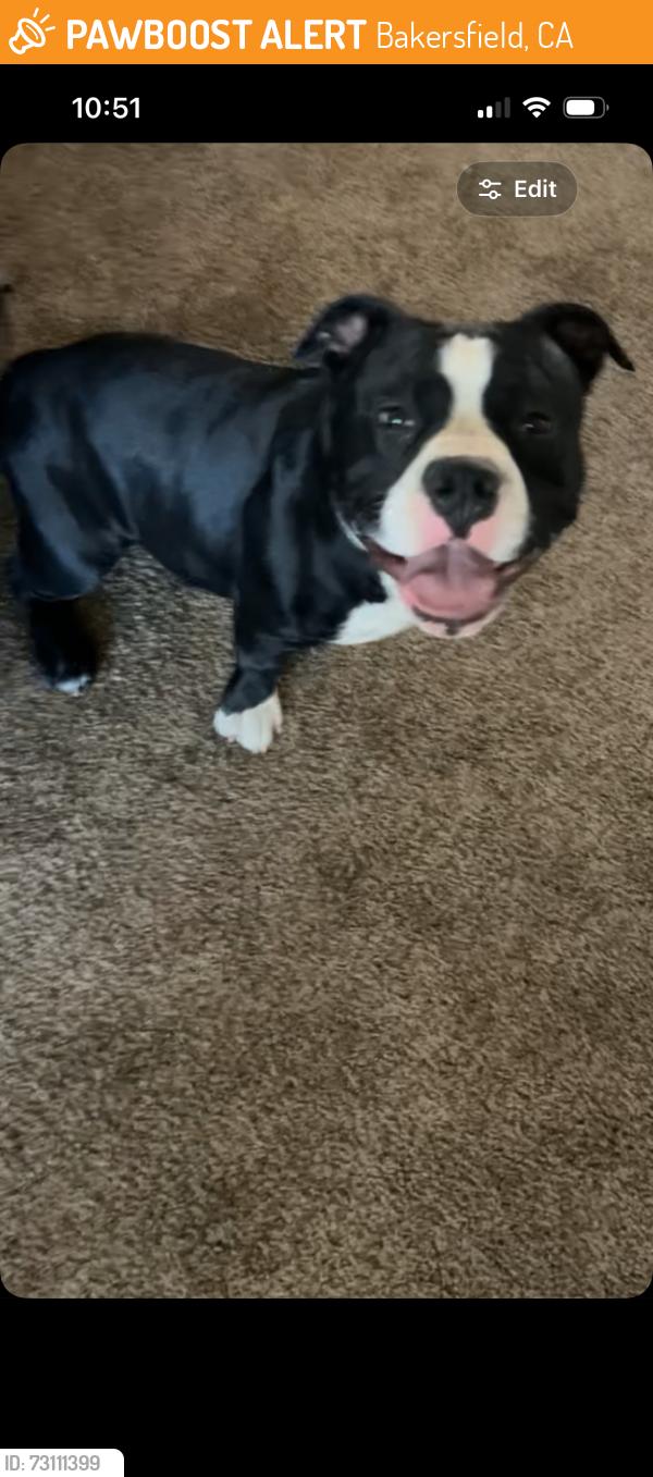 Found/Stray Male Dog last seen Union and Columbus, Bakersfield, CA 93305