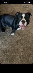 Found/Stray Male Dog last seen Union and Columbus, Bakersfield, CA 93305