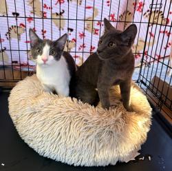 Found/Stray Unknown Cat last seen Ward and Cordon, Salem, OR 97305