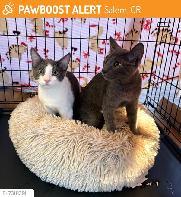 Found/Stray Unknown Cat last seen Ward and Cordon, Salem, OR 97305