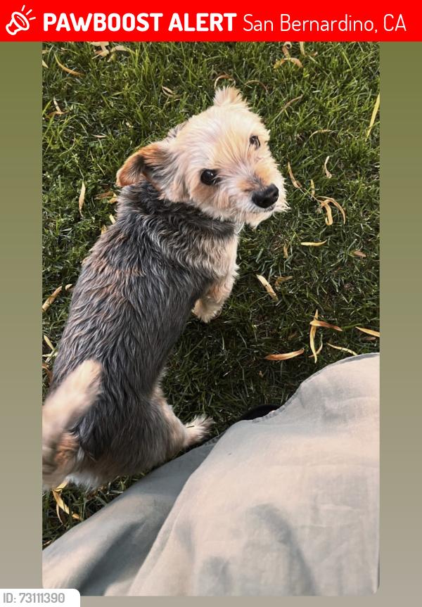 Lost Male Dog last seen Waterman, San Bernardino, CA 92404