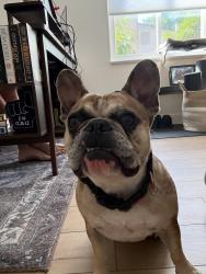 Reunited Unknown Dog last seen Leawood Cir, Littleton, CO 80123