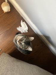 Lost Male Cat last seen Postal services, Worcester, MA 01607