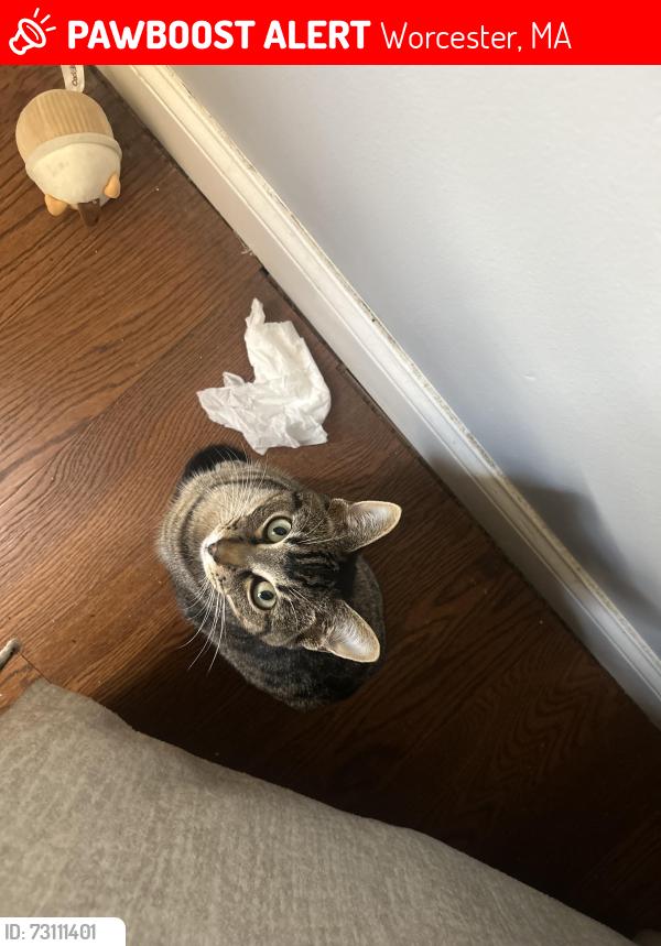 Lost Male Cat last seen Postal services, Worcester, MA 01607