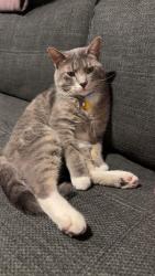 Reunited Male Cat last seen Behind king soopers, Aurora, CO 80014