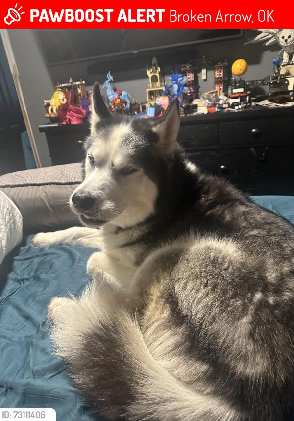 Lost Male Dog last seen 101st and elm ave, Broken Arrow, OK 74011